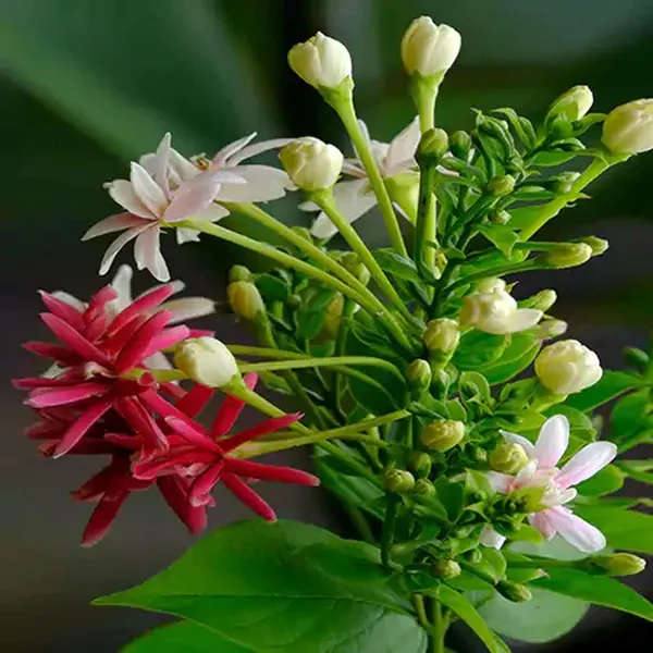 Rangoon_Creeper_Madhavi_Lata_Madhumalti_Flower_Climbers_Flower_Plant_(1-2_Feet_Height)