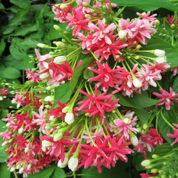 Rangoon_Creeper_Madhavi_Lata_Madhumalti_Flower_Climbers_Flower_Plant_(1-2_Feet_Height)