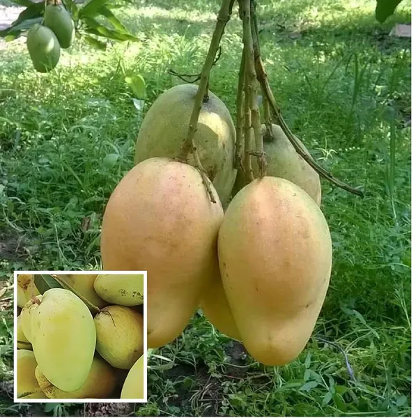 Bangladesh_Bari_11_All_Time_Mango_Aam_Grafted_Fruit_Plant_(1.5-3_Feet_Height)