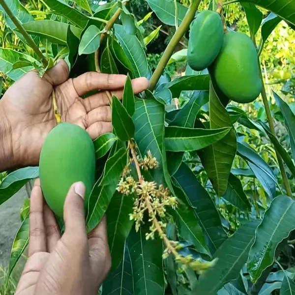 Bangladesh_Bari_11_All_Time_Mango_Aam_Grafted_Fruit_Plant_(1.5-3_Feet_Height)