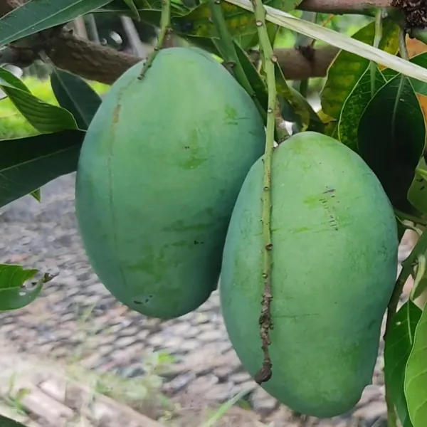 Bangladesh_Bari_11_All_Time_Mango_Aam_Grafted_Fruit_Plant_(1.5-3_Feet_Height)