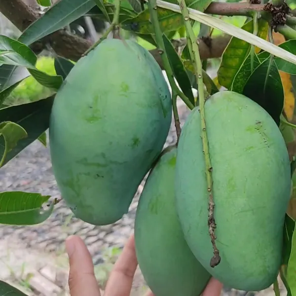 Bangladesh_Bari_11_All_Time_Mango_Aam_Grafted_Fruit_Plant_(1.5-3_Feet_Height)