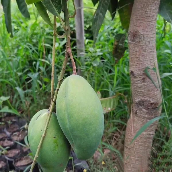 Bangladesh_Bari_11_All_Time_Mango_Aam_Grafted_Fruit_Plant_(1.5-3_Feet_Height)