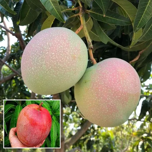 R2E2_Mango_Aam_Grafted_Fruit_Plant_(1.5-3_Feet_Height)