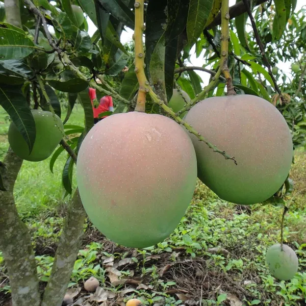 R2E2_Mango_Aam_Grafted_Fruit_Plant_(1.5-3_Feet_Height)