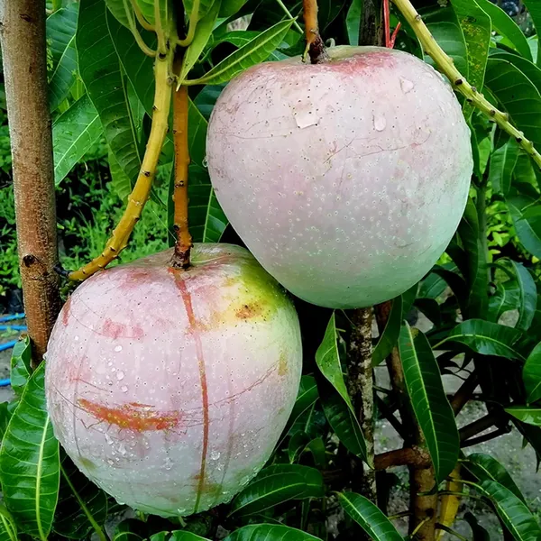 R2E2_Mango_Aam_Grafted_Fruit_Plant_(1.5-3_Feet_Height)