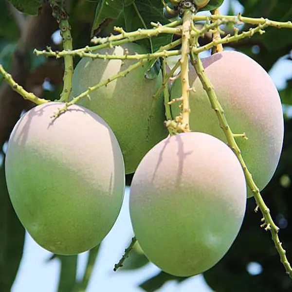 R2E2_Mango_Aam_Grafted_Fruit_Plant_(1.5-3_Feet_Height)
