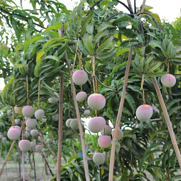R2E2_Mango_Aam_Grafted_Fruit_Plant_(1.5-3_Feet_Height)