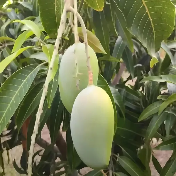 Gir_Kesar_Mango_Aam_Grafted_Fruit_Plant_(1.5-3_Feet_Height)