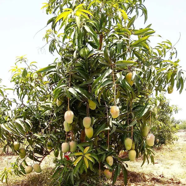 Gir_Kesar_Mango_Aam_Grafted_Fruit_Plant_(1.5-3_Feet_Height)