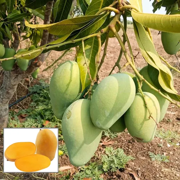 Mallika_Mango_Aam_Grafted_Fruit_Plant_(1.5-3_Feet_Height)