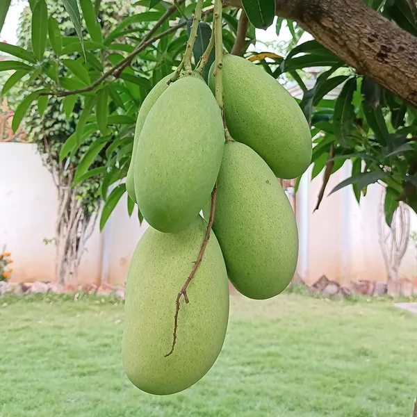 Mallika_Mango_Aam_Grafted_Fruit_Plant_(1.5-3_Feet_Height)
