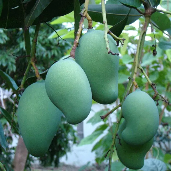 Mallika_Mango_Aam_Grafted_Fruit_Plant_(1.5-3_Feet_Height)