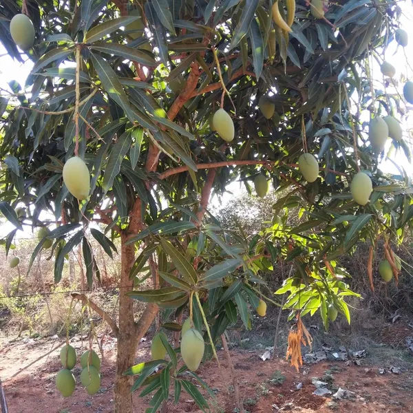 Mallika_Mango_Aam_Grafted_Fruit_Plant_(1.5-3_Feet_Height)