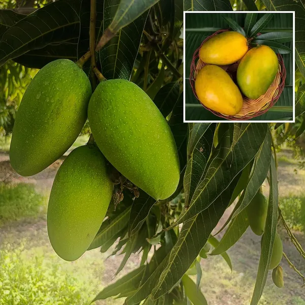 Imam_Pasand_Himayat_Humayun_Pasand_Mango_Aam_Grafted_Fruit_Plant_(1.5-3_Feet_Height)