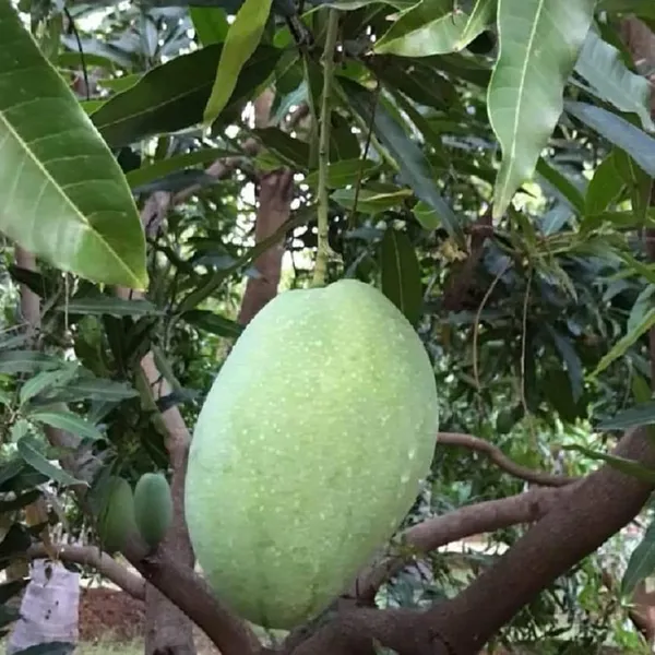 Imam_Pasand_Himayat_Humayun_Pasand_Mango_Aam_Grafted_Fruit_Plant_(1.5-3_Feet_Height)