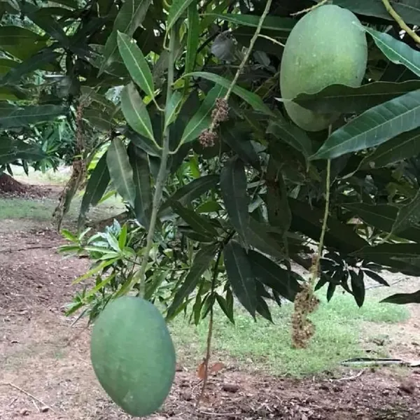 Imam_Pasand_Himayat_Humayun_Pasand_Mango_Aam_Grafted_Fruit_Plant_(1.5-3_Feet_Height)