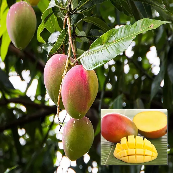 Sindhu_Seedless_Mango_Aam_Grafted_Fruit_Plant_(1.5-3_Feet_Height)