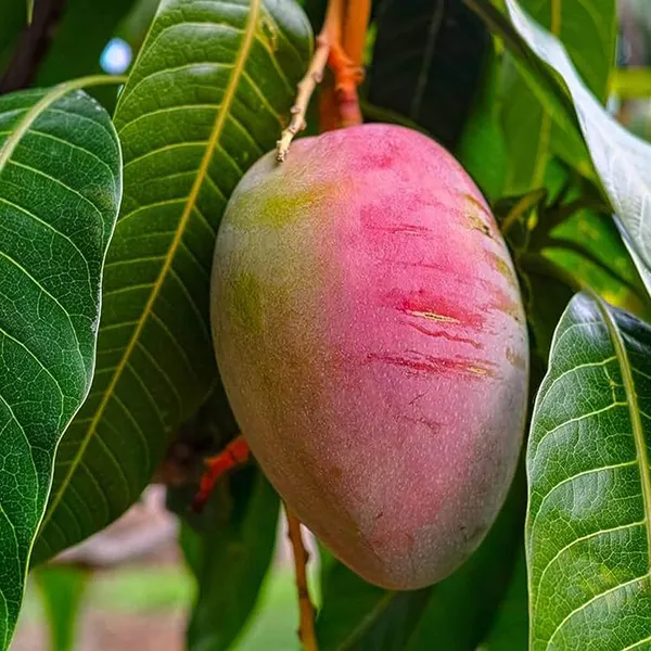 Sindhu_Seedless_Mango_Aam_Grafted_Fruit_Plant_(1.5-3_Feet_Height)