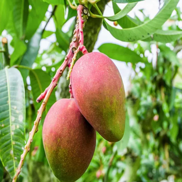 Sindhu_Seedless_Mango_Aam_Grafted_Fruit_Plant_(1.5-3_Feet_Height)