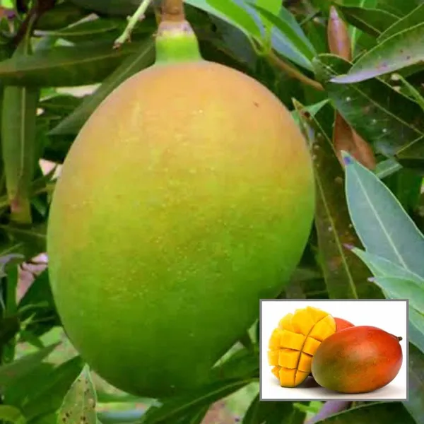 Suvarnarekha_Mango_Aam_Grafted_Fruit_Plant_(1.5-3_Feet_Height)