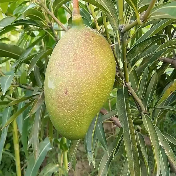 Suvarnarekha_Mango_Aam_Grafted_Fruit_Plant_(1.5-3_Feet_Height)