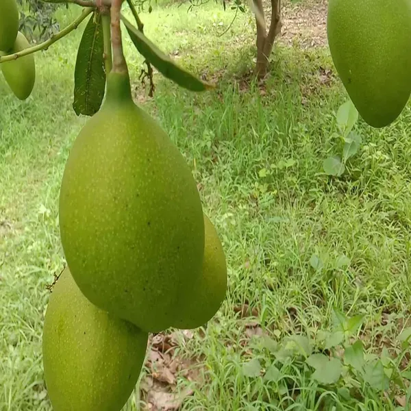 Suvarnarekha_Mango_Aam_Grafted_Fruit_Plant_(1.5-3_Feet_Height)