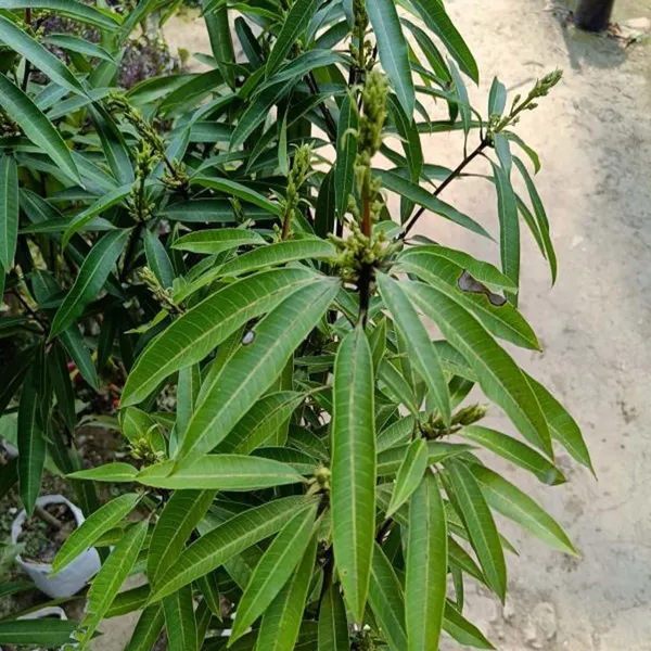 Suvarnarekha_Mango_Aam_Grafted_Fruit_Plant_(1.5-3_Feet_Height)