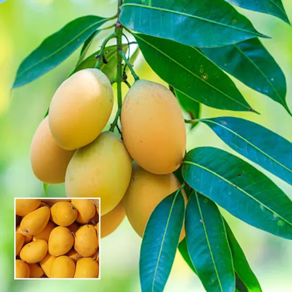 Chinna_Rasam_Rasalu_Mango_Aam_Grafted_Fruit_Plant_(1.5-3_Feet_Height)