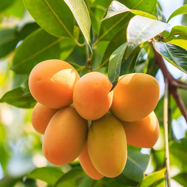 Chinna_Rasam_Rasalu_Mango_Aam_Grafted_Fruit_Plant_(1.5-3_Feet_Height)