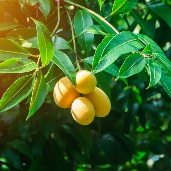 Chinna_Rasam_Rasalu_Mango_Aam_Grafted_Fruit_Plant_(1.5-3_Feet_Height)