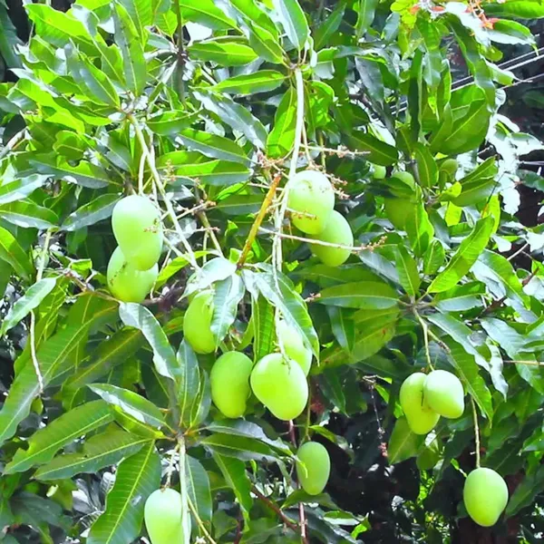 Chinna_Rasam_Rasalu_Mango_Aam_Grafted_Fruit_Plant_(1.5-3_Feet_Height)