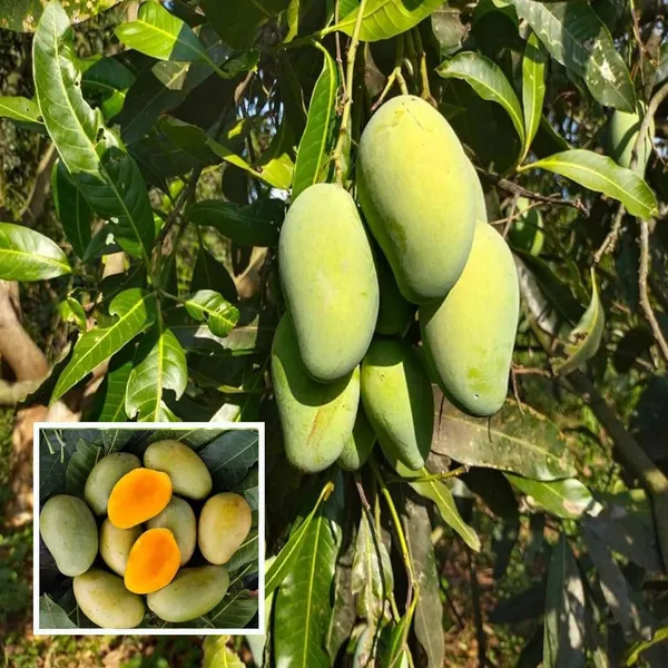 Amrapali_Mango_Aam_Grafted_Fruit_Plant_(1.5-3_Feet_Height)