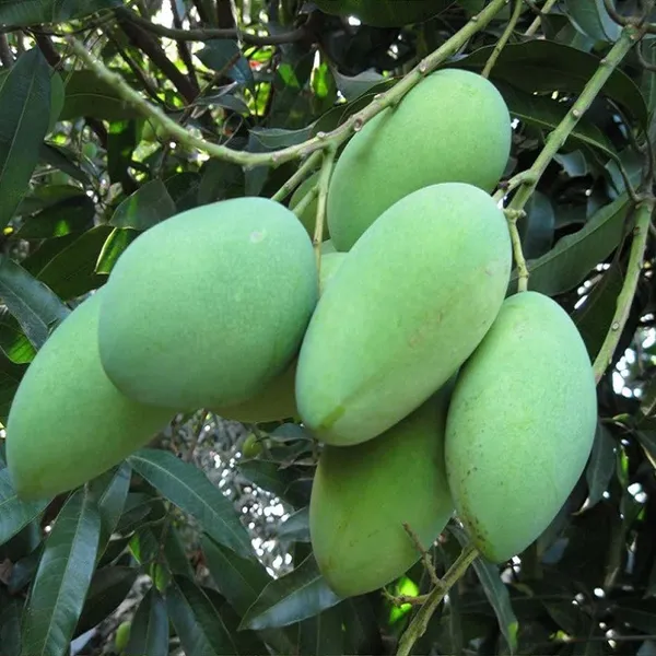Amrapali_Mango_Aam_Grafted_Fruit_Plant_(1.5-3_Feet_Height)