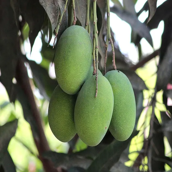 Amrapali_Mango_Aam_Grafted_Fruit_Plant_(1.5-3_Feet_Height)