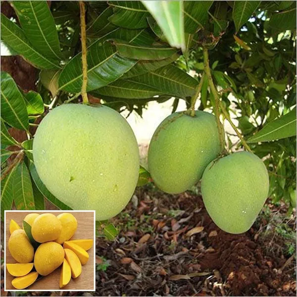 Himsagar_Kishan_Bhog_Khirsapat_Mango_Aam_Grafted_Fruit_Plant_(1.5-3_Feet_Height)