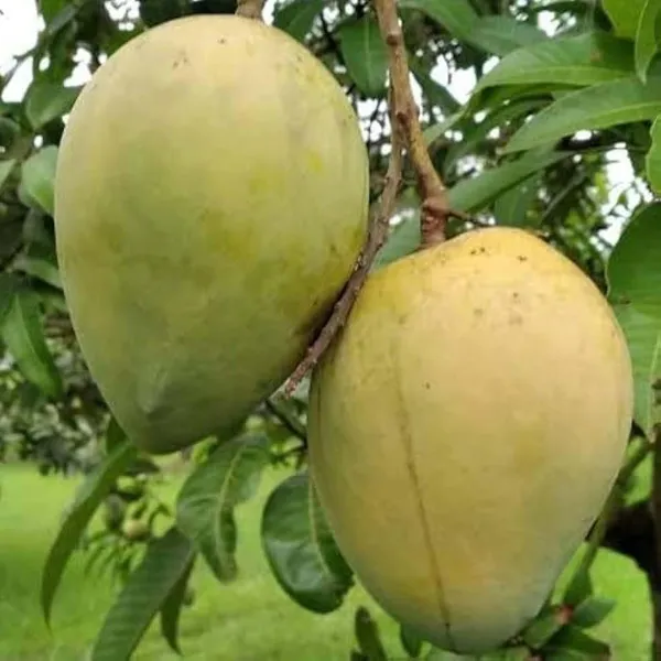 Himsagar_Kishan_Bhog_Khirsapat_Mango_Aam_Grafted_Fruit_Plant_(1.5-3_Feet_Height)