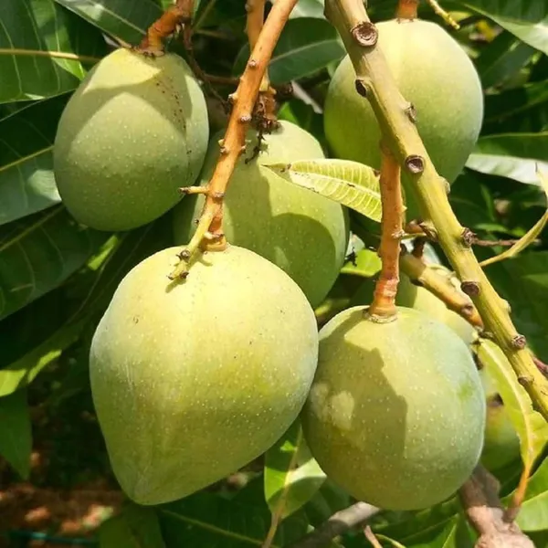 Himsagar_Kishan_Bhog_Khirsapat_Mango_Aam_Grafted_Fruit_Plant_(1.5-3_Feet_Height)