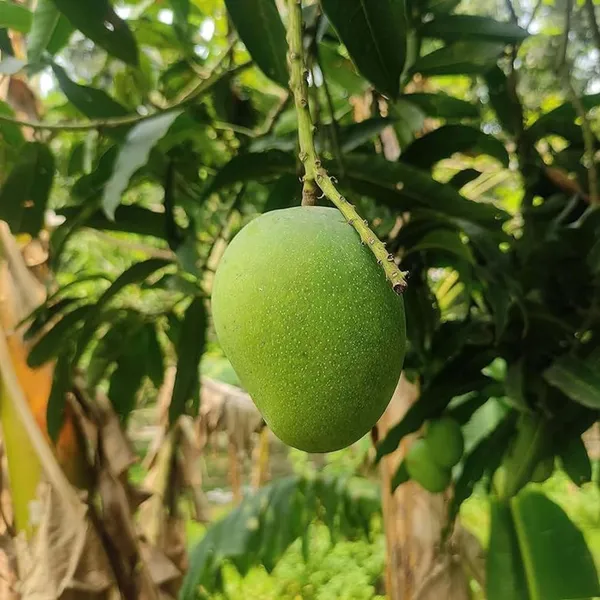 Himsagar_Kishan_Bhog_Khirsapat_Mango_Aam_Grafted_Fruit_Plant_(1.5-3_Feet_Height)