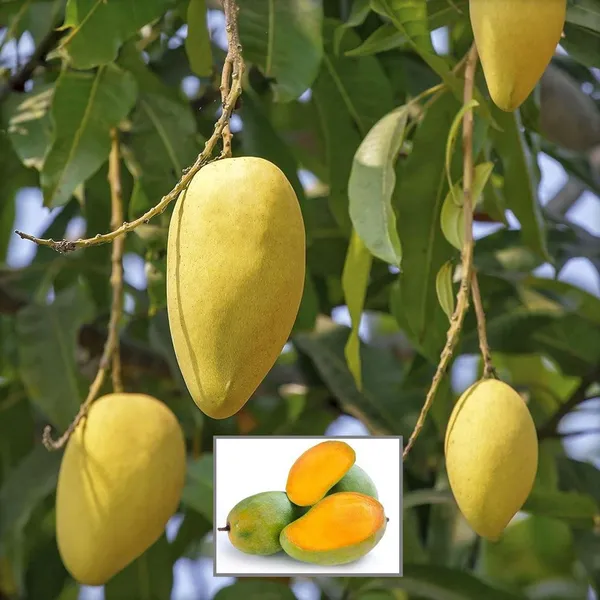Langra_King_Of_Mango_Aam_Grafted_Fruit_Plant_(1.5-3_Feet_Height)