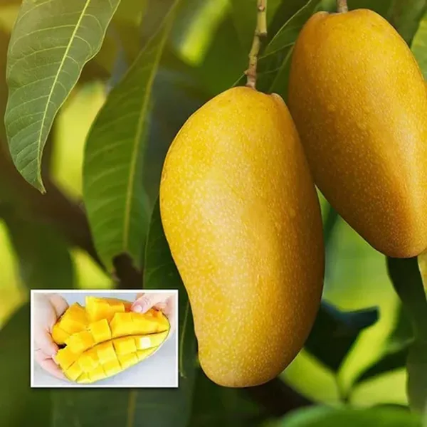 Langra_King_Of_Mango_Aam_Grafted_Fruit_Plant_(1.5-3_Feet_Height)
