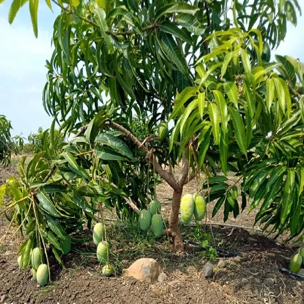Langra_King_Of_Mango_Aam_Grafted_Fruit_Plant_(1.5-3_Feet_Height)