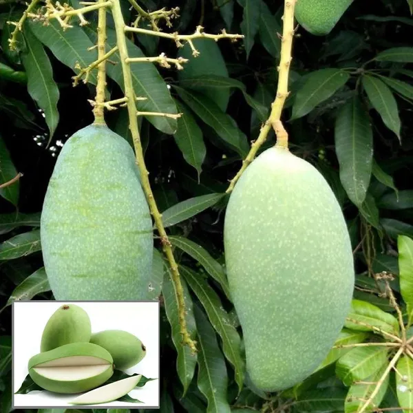 Sweet_Kaccha_Mitha_Mango_Aam_Grafted_Fruit_Plant_(1.5-3_Feet_Height)