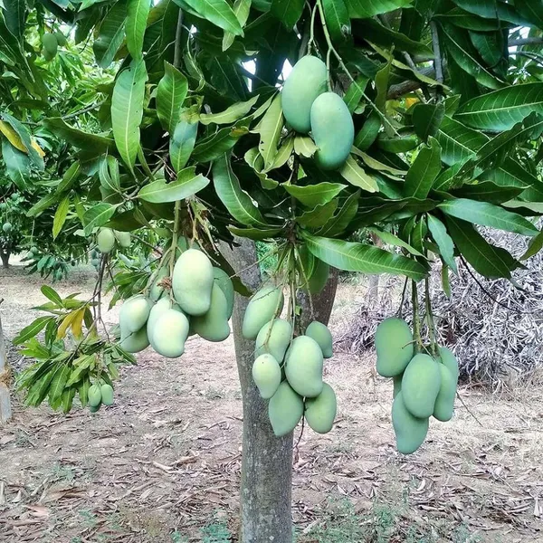 Sweet_Kaccha_Mitha_Mango_Aam_Grafted_Fruit_Plant_(1.5-3_Feet_Height)