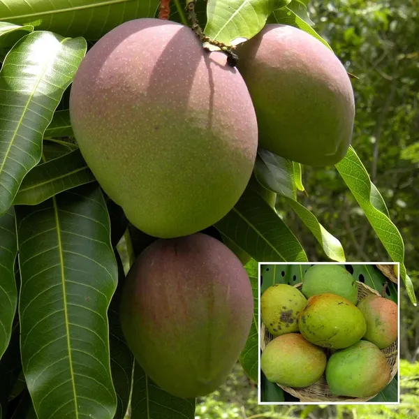 Bombay_Shehroli_Mango_Aam_Grafted_Fruit_Plant_(1.5-3_Feet_Height)