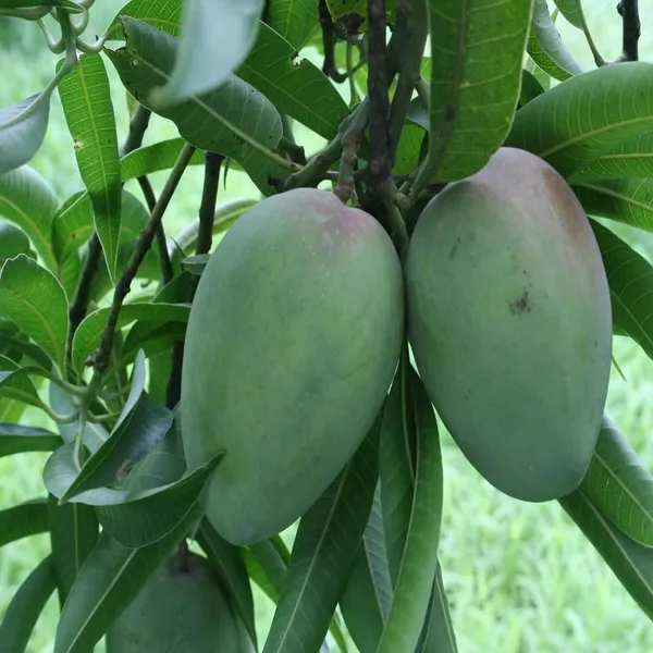 Bombay_Shehroli_Mango_Aam_Grafted_Fruit_Plant_(1.5-3_Feet_Height)
