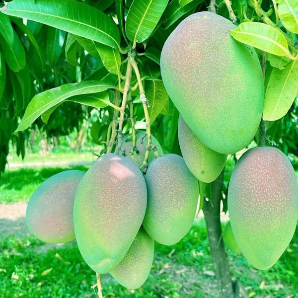Bombay_Shehroli_Mango_Aam_Grafted_Fruit_Plant_(1.5-3_Feet_Height)
