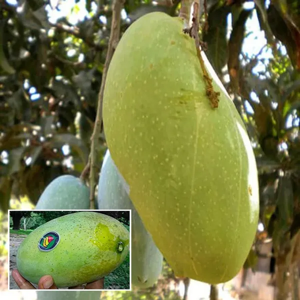 Malda_Fazli_Mango_Aam_Grafted_Fruit_Plant_(1.5-3_Feet_Height)