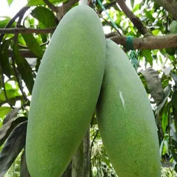 Malda_Fazli_Mango_Aam_Grafted_Fruit_Plant_(1.5-3_Feet_Height)