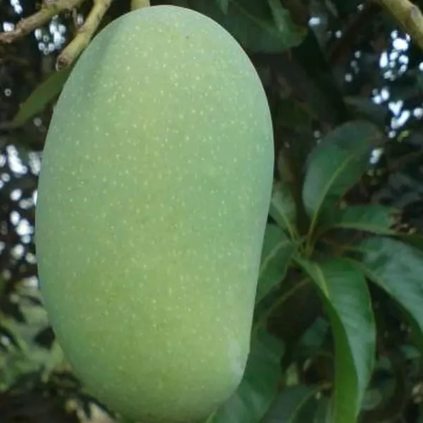Malda_Fazli_Mango_Aam_Grafted_Fruit_Plant_(1.5-3_Feet_Height)
